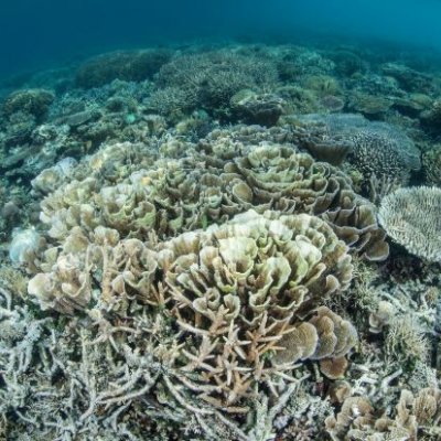 A view across white and grey coral underwater